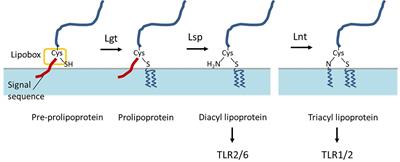 Lipoproteins Contribute to the Anti-inflammatory Capacity of Lactobacillus plantarum WCFS1